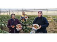 Silifke’de örtü altı çilekte bahar hasadı: Kilosu 140 ile 160 TL arasında