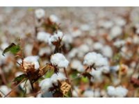 Adana’da pamukta ’pembekurt’ zararlısına karşı uyarı