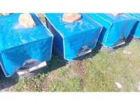 Mersin’de zamansız zirai ilaçlama arıların ölümüne sebep oldu