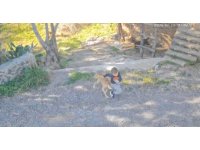 Antalya’da sahipsiz köpeğin saldırısına uğrayan 7 yaşındaki çocuk hastanelik oldu