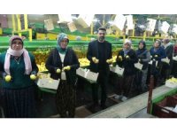 Limonda hasat sonu: Kadınların yoğun mesaisi sürüyor