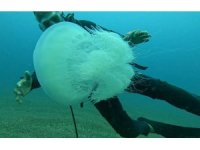 Balıkçıların kabusu oldular : Attıkları ağlara yüzlerce dev denizanası takıldı