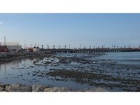 Kuvvetli fırtına sonrası İskenderun Körfezi’nde deniz suyu çekildi