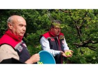 Mut’ta örtü altı erik hasadı başladı