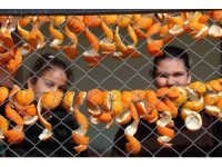 Limon ve turunç kabukları kadınların elinde değerleniyor