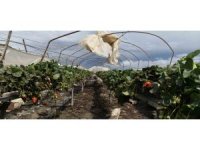 Silifke’de hortum seraları yerle bir etti