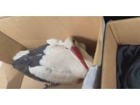 Göç yolundaki leyleklere av tüfeğiyle ateş ettiler