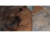 Bucak Belediyesi Sokak Hayvanları Bakımevi ve Rehabilitasyon Merkezi’nde feci görüntüler