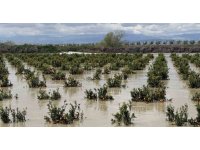 Yağışlar tarım arazilerini vurdu