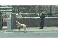 Ezanla birlikte uluyan köpek dikkat çekti