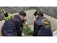 Evlerinde saksı içerisinde kenevir yetiştiren tacirlere operasyon