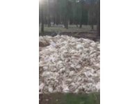 Tarsus’ta ölü tavuklar ormana atıldı