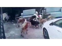 Köpek sürüsü kediyi parçaladı, korkudan çocuğunu okuldan aldı