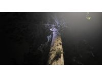 İskenderun’da ağaçta mahsur kalan kediyi itfaiye kurtardı