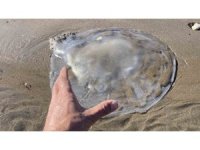 Akdeniz’deki zehirli denizanaları Mersin sahillerine vurdu