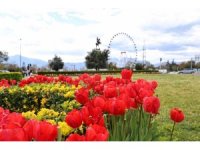 Baharın müjdecisi laleler Antalya sokaklarını renklendirdi