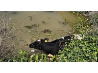 Su kanalına düşen inek itfaiye ekipleri tarafından kurtarıldı