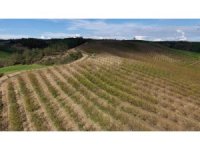 Adana’da dolu kayısı bahçelerini vurdu, çağlalar yere döküldü