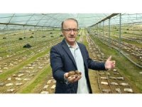 Antalyalı ziraat mühendisi serada kuzugöbeği mantarı üretimine başladı
