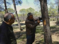 Kahramanmaraş’ta orman zararlılarına karşı mücadele sahada incelendi