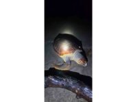 Antalya’da sahilde dev caretta caretta ölü bulundu
