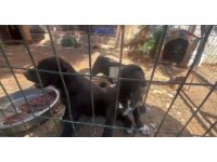 Dövüş köpeği üretip yavruların kulaklarını kesen işletmeye 323 bin TL ceza