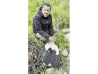 Saçmaların hedefi olan leyleğe kuş gözlemcisinden ilk yardım