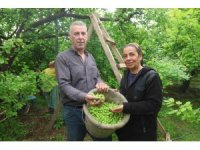 Turfanda can eriği Avrupa ülkelerine ihraç ediliyor