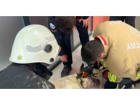 Boynuna zincir sıkışan köpeğin imdadına itfaiye yetişti