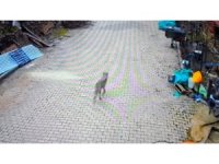 Feke’de yerleşim alanına inen kurt görüntülendi