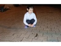 Adana’da ’semender’ görüldü