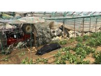 Traktör yol kenarındaki seraya devrildi: 1 ölü