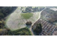 Mersin’de misket büyüklüğünde dolu etkili oldu: Orman ve bahçeler beyaza büründü