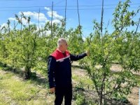 Kırıkhan’da şeftali bahçeleri incelendi