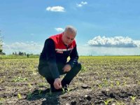 Kırıkhan’da mısır ekili alanlar incelendi