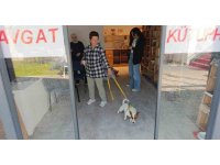 Ukraynalı kadın hayatının şokunu yaşadı, kurt köpeğiyle dalaşan kucağındaki köpeği parmağını parçaladı