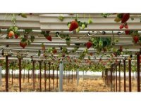 Almanya’da eğitim aldı, Türkiye’de "topraksız" başarıyı yakaladı: Hedef 100 ton çilek