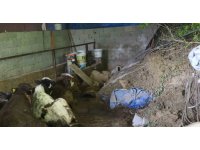 Hatay’da heyelanda önü toprakla dolan ahırda hayvanlar mahsur kaldı