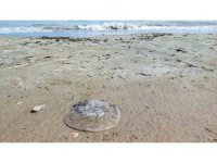 Yumurtalık sahilini denizanaları sardı