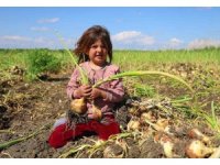 Turfanda soğanda hasat başladı, fiyatı arz-talep belirleyecek