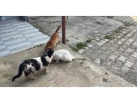 Kötü şartlarda evde tutulan hayvanlar, gençlerin tepkisi sonrası kurtarıldı