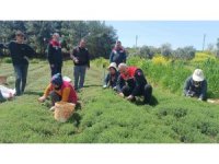 Altınözü’nde zahter hasadı başladı