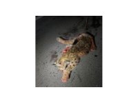 Otomobilin çarptığı koruma altındaki vaşak telef oldu