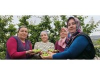 Mersin’de açıkta erik hasadı başladı, fiyatı 200 TL’ye kadar düştü