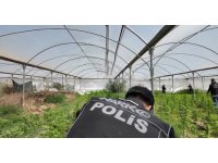 Mersin’de seraya baskın: Binlerce kök Hint keneviri ele geçirildi