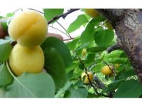 Örtü altında turfanda kayısı hasadı başladı