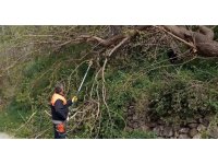 Osmaniye’de fırtına etkili oldu, devrilen ağaçlar yolları kapattı