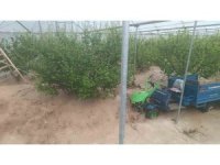 Mersin’de sağanak sele yol açtı: Yol çöktü, seralar zarar gördü