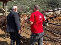 Adana’da "Güney Sarısı" bereketi: Yerli ırk üreticinin yüzünü güldürüyor