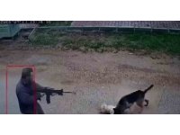 Kavga eden sokak köpeklerine tüfekle ateş edip bir köpeği öldürdü